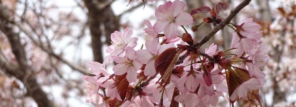 若佐神社の桜
